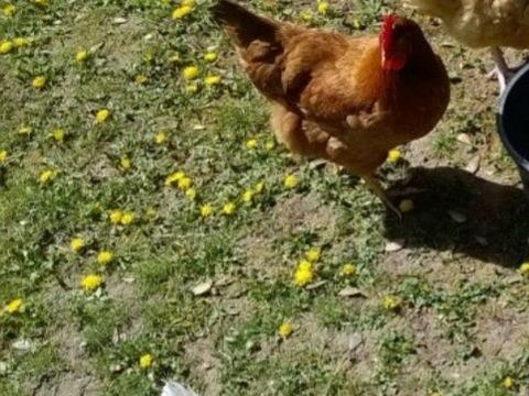 Poules pondeuses rousses 20 91240 Saint-michel-sur-orge