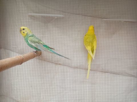 2 couples de perruches ondul&eacute;es. 20 34980 Saint-g�ly-du-fesc