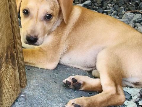 🐾Chablis, femelle X berger n&eacute;e le 20/11/2025 300 44000 Nantes