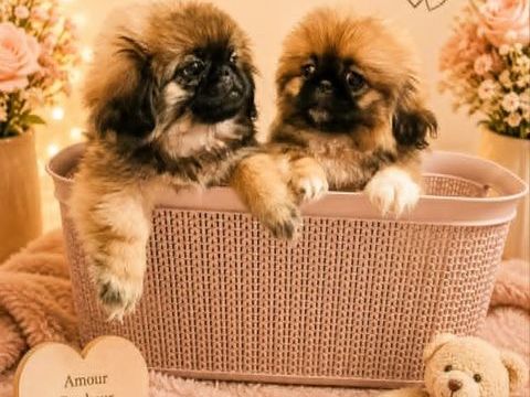 Chiots P&eacute;kinois m&acirc;les et femelles 
1100 51230 Fère-champenoise