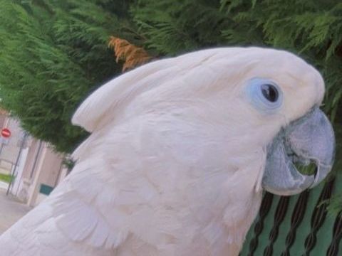 cacato&egrave;s, &acirc;g&eacute; de 11 ans 2000 38220 Vizille