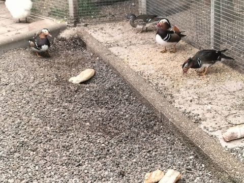Canard mandarin 50 29820 Guilers