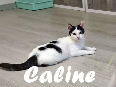 C&acirc;line 160 53370 Saint-pierre-des-nids