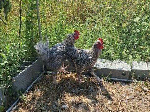 Coq Coucou de Rennes 10 35160 Breteil