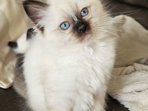 Chaton sacré de Birmanie 1200 35740 Pac