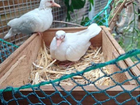 colombe blanche 12 85300 Challans