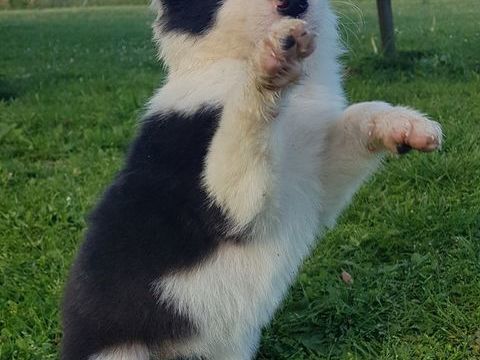 A réservé chiots border collie mâles ou femelles 550 31130 Quint-fonsegrives