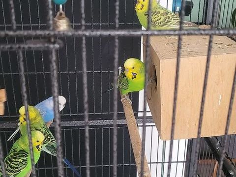 Perruches ondul&eacute;s 130 51100 Reims