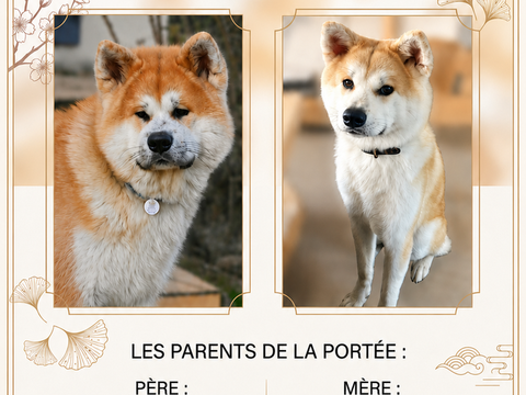 Chiots AKITA INU LOF 1700 44450 La chapelle-basse-mer