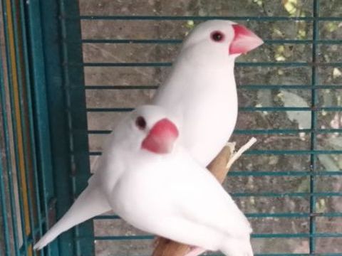 Paddas canaris 10 77750 Saint-cyr-sur-morin