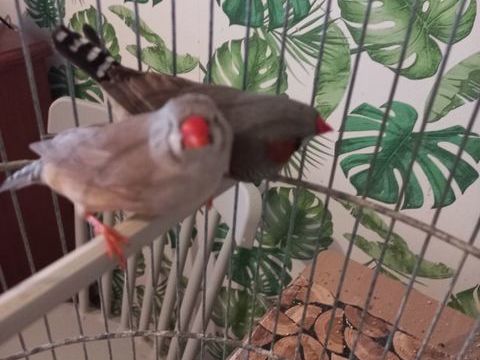 diamant mandarin 15 94440 Villecresnes