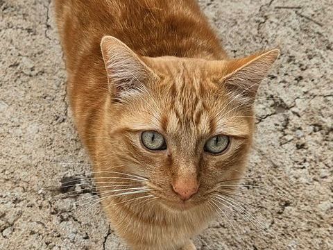 PIRATA 220 95610 �ragny