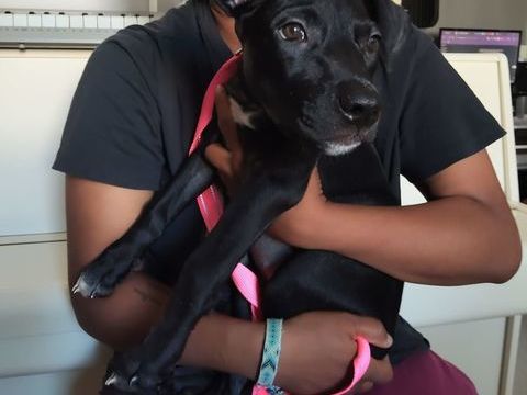 Mimi, 3 mois,cherche un bon foyer 220 92390 Villeneuve-la-garenne