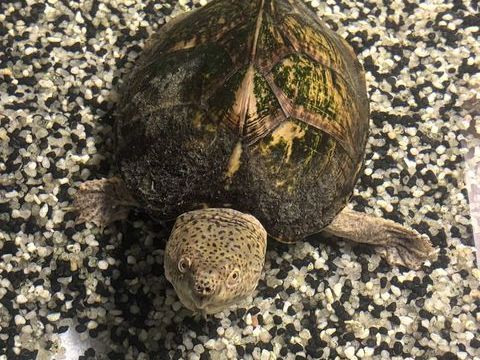 Tortue sternotherus carinatus + aquarium + accessoires 50 78370 Plaisir