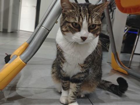 Donne chat contre bon soin 0 54310 Homcourt