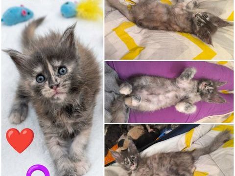 Maine coon LOOF  1550 77460 Souppes-sur-loing