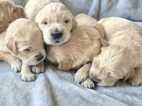 Jolis goldens retriever 1450 30320 Saint-gervasy