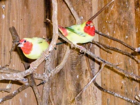 Pape Noum&eacute;a et chanteur d'Afrique 0 31600 Muret