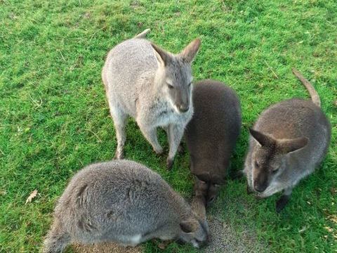 wallaby de bennett 400 85300 Froidfond