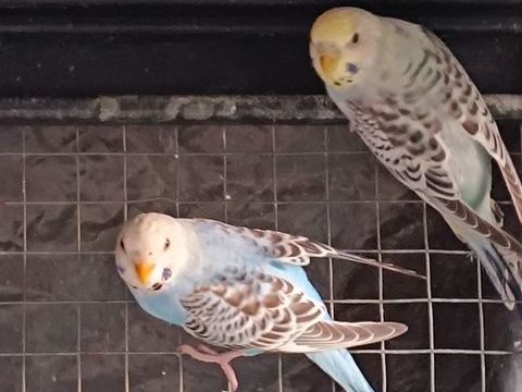 Perruches ondul&eacute;es 15 42210 Craintilleux