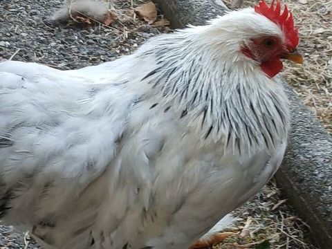 Donne jeune coq 0 04000 Digne-les-bains