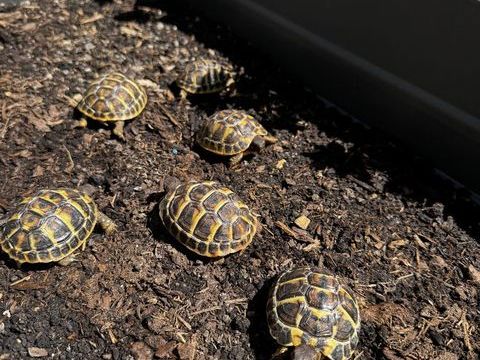 Tortues Juv&eacute;niles Grecque 40 83500 La seyne-sur-mer