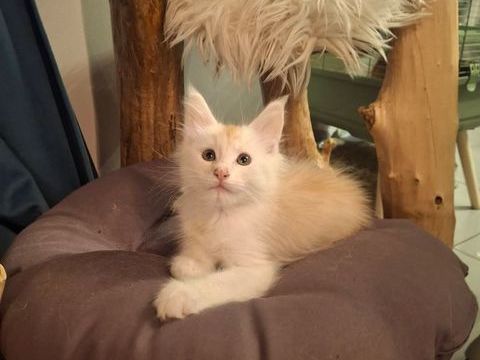Maine coon loof 1200 62150 Houdain