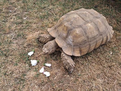 Couple Centrochelys Sulcata adulte n&eacute; en 2005 1800 56000 Vannes
