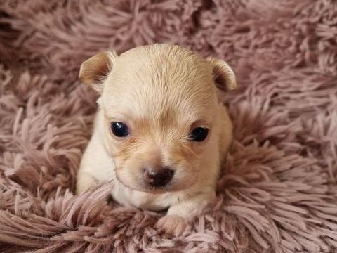 A r&eacute;server chiots m&acirc;les chihuahua 1100 17000 La rochelle