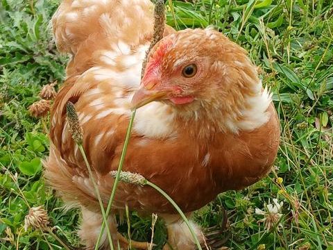 poussin 6 17520 Brie-sous-archiac