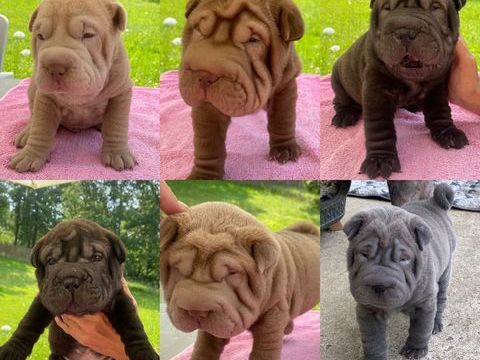 Chiots Shar-Peï 750 82000 Montauban