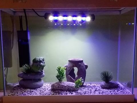 aquarium complet 50 44190 Clisson