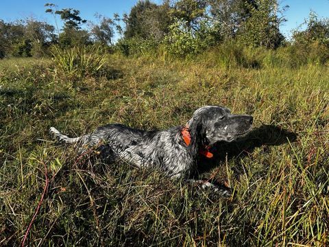 Port&eacute;e &agrave; venir de Setter Anglais fin novembre 900 40160 Parentis-en-born