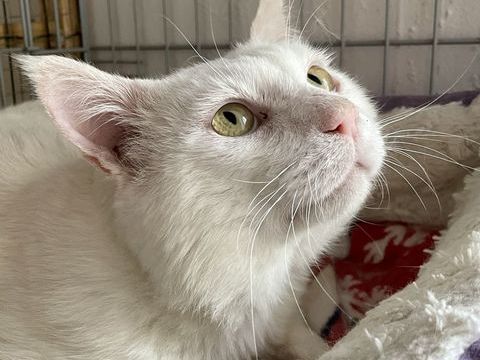 Chat Olaf à l'adoption 210 51100 Reims