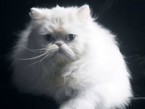 Femelle PERSAN LOOF (3-4*CB) 690 58300 Cossaye