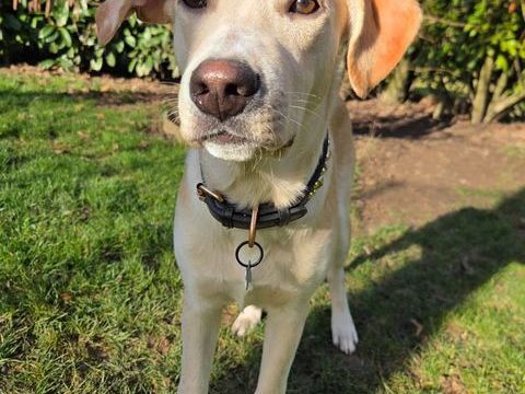 Grenache, m&acirc;le X berger, n&eacute; le 14/07/2025 🐶 300 49000 Angers