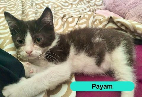 Payam, persan crois&eacute; europ&eacute;en &agrave; adopter 160 18800 Villabon