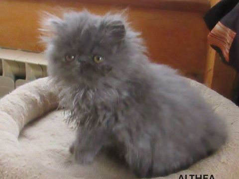 SUPERBE CHATON PERSAN FEMELLE LOOF 800 43100 Javaugues