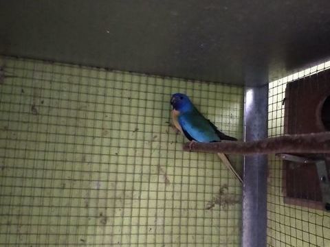 Oiseaux 45 21540 Dre