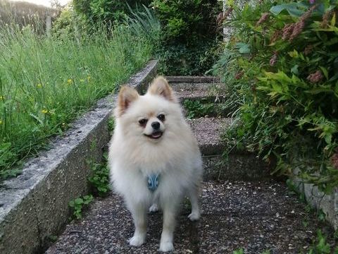 Spitz 900 35410 Nouvoitou