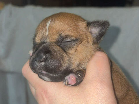 CHIOT STAFFIE LOF 1600 38200 Vienne