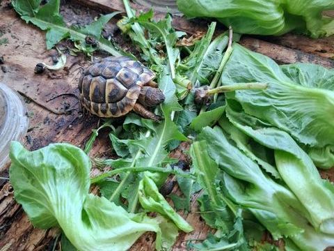 3 petites tortues de terre n&eacute;es en septembre 2025 35 83400 Hy�res