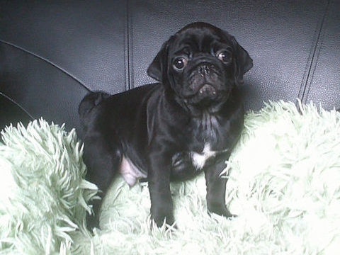 Beaux chiots carlins noir m&acirc;les 1600 69290 Grézieu-la-varenne