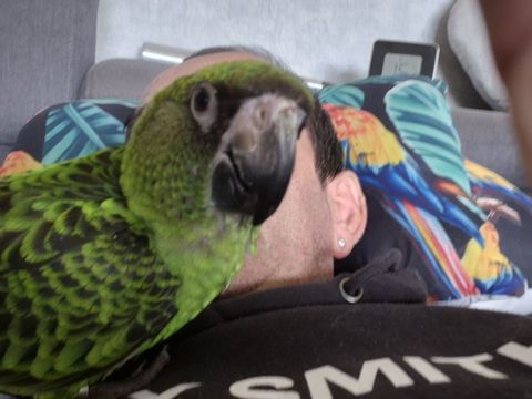 Perroquet de jardines élevé main 800 40200 Mimizan