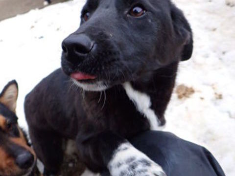 Saniah &agrave; l'adoption 320 28000 Chartres
