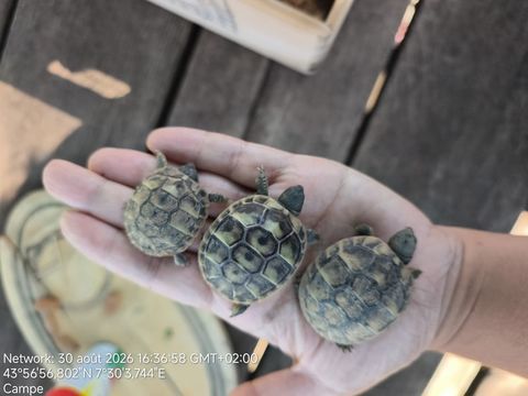 Tortue de terre 50 06600 Antibes