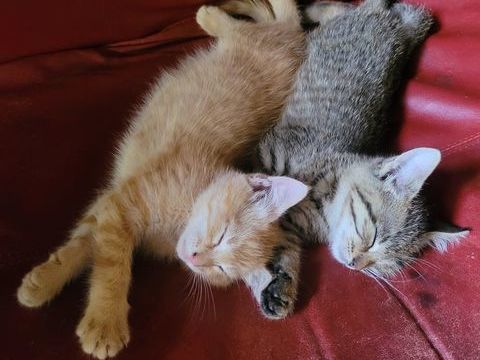Je donne chatons 0 19450 Pierrefitte