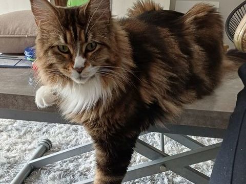 Femelle maine coon loof 450 51100 Reims