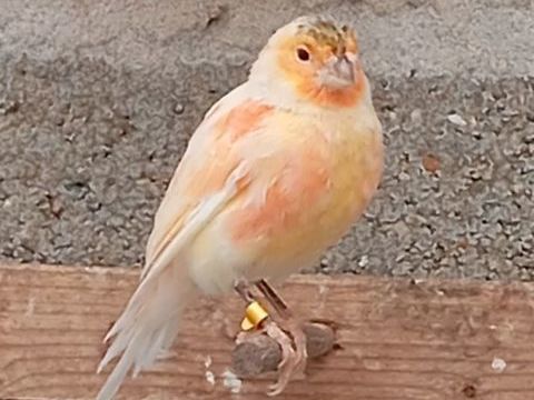 Canaris m&acirc;le 15 64370 Arthez-de-béarn