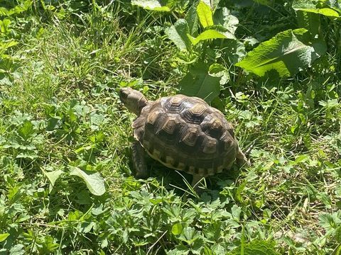 Magnifiques tortues sulcatas
150 65000 Tarbes